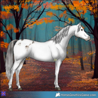 Horse Color:Bay Dun Appaloosa 