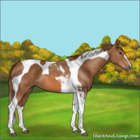 Horse Color:Chestnut Tobiano 