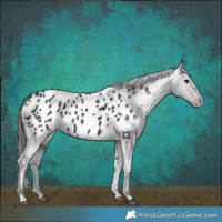 Horse Color:Black Appaloosa