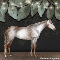Horse Color:Gray Chestnut 