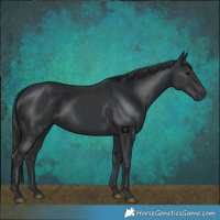 Horse Color:Black 