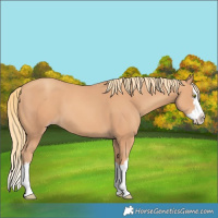 Horse Color:Gold Champagne Splash 