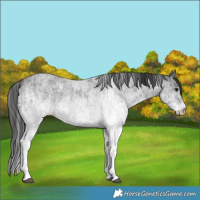 Horse Color:White Spotted Blue Roan Rabicano  and White Spotted Blue Roan Rabicano 
