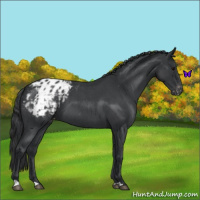 Horse Color:Blue Roan Appaloosa 