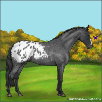 Horse Color:Blue Roan Appaloosa 