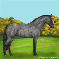 Horse Color:Blue Roan Appaloosa 