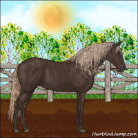 Horse Color:Liver Chestnut 