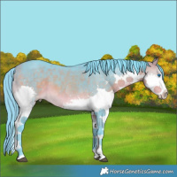 Horse Color:Watercolor Buckskin Splash 