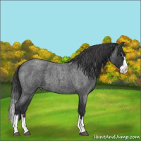 Horse Color:Blue Roan Splash Appaloosa 