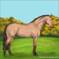 Horse Color:Bay Dun 