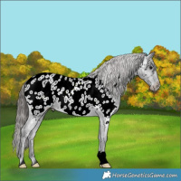 Horse Color:Black Appaloosa Rabicano