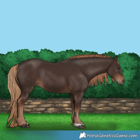 Horse Color:Liver Chestnut Rabicano 