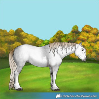 Horse Color:Gray White Spotted Liver Chestnut 