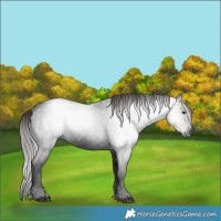 Horse Color:Gray White Spotted Liver Chestnut 