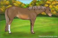 Horse Color:Chocolate Palomino 