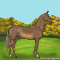 Horse Color:Chocolate Palomino 