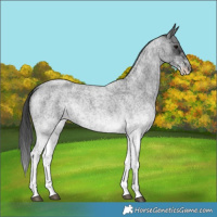 Horse Color:White Spotted Blue Roan 