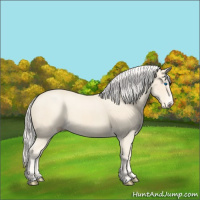 Horse Color:Cremello Splash  and Cremello Splash 