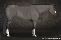 Horse Color:Grullo 