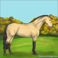 Horse Color:Buckskin 