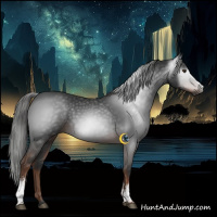 Horse Color:Gray White Spotted Liver Chestnut 