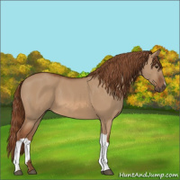 Horse Color:Red Dun 