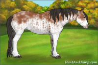 Horse Color:White Spotted Bay Splash  and White Spotted Bay Splash Frame 