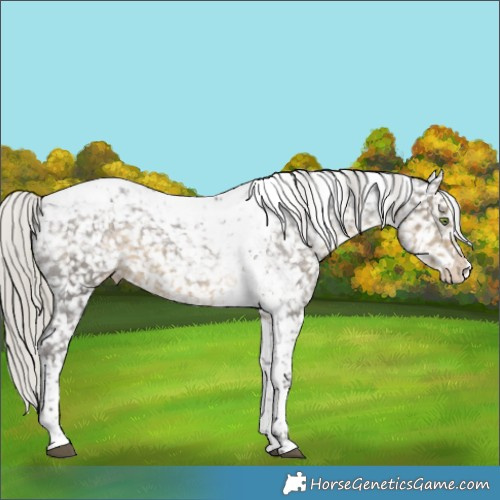 Horse Color:Silver Smoky Black Splash Tobiano Appaloosa 