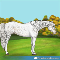 Horse Color:Silver Smoky Black Splash Tobiano Appaloosa 