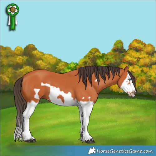 Horse Color:Bay Splash Frame 