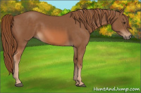 Horse Color:Chestnut Rabicano
