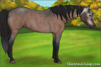 Horse Color:Gray Bay Roan Rabicano 