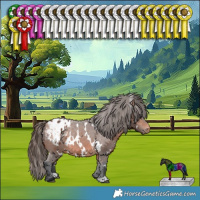 Horse Color:White Spotted Bay Appaloosa