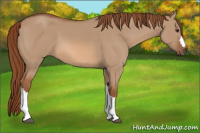 Horse Color:Red Dun 
