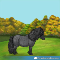 Horse Color:Blue Roan 