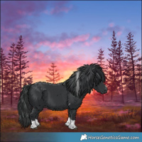 Horse Color:Black Tobiano 