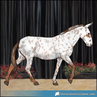 Horse Color:Red Roan Near Leopard 