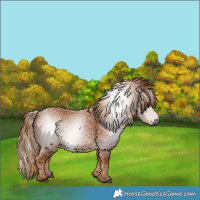 Horse Color:Gray Chestnut 