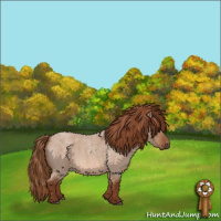 Horse Color:Red Dun Roan 