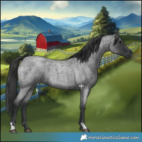 Horse Color:Blue Roan  and Blue Roan 
