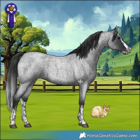Horse Color:Blue Roan  and Blue Roan Splash 