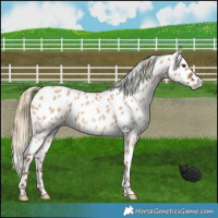 Horse Color:Red Dun Appaloosa 