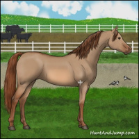 Horse Color:Red Dun 
