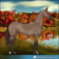 Horse Color:Liver Red Dun 