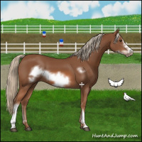 Horse Color:Chestnut Frame 