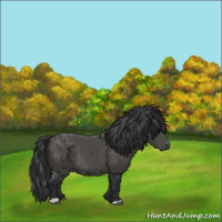 Horse Color:Black 