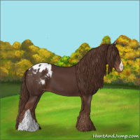 Horse Color:Liver Chestnut Appaloosa