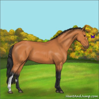 Horse Color:Bay 