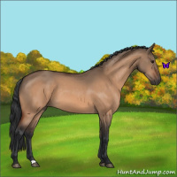Horse Color:Bay Dun 