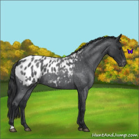 Horse Color:Blue Roan Appaloosa 
